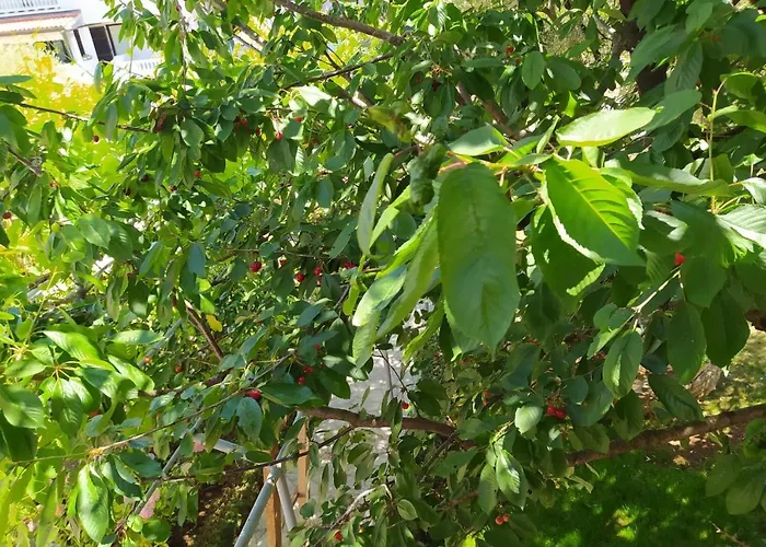 Apartman With Wifi - 12862